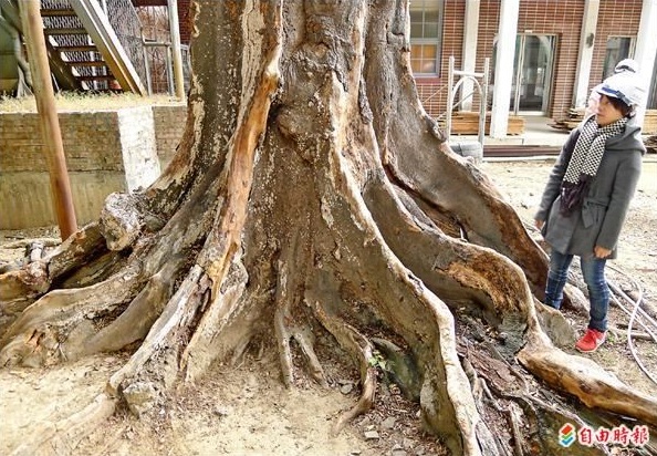 台南又死了一棵珍貴的百年老樹
